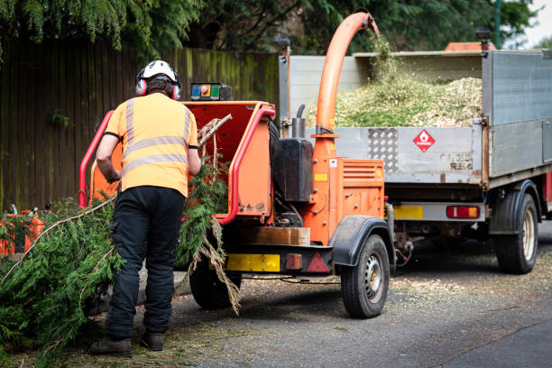 Best Lawn Maintenance Plans  in De Soto, IA