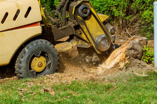 Best Lawn Drainage Solutions  in De Soto, IA